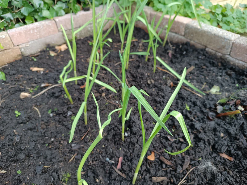 Knoflook planten