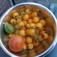 /images/post/2022/nov/10/gele-mini-tomaten-oogst.jpg