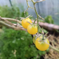/images/post/2022/nov/10/gele-mini-tomaten.jpg