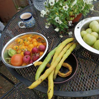 /images/post/2022/nov/10/oogst-tomaten-de-laatste-bonen.jpg
