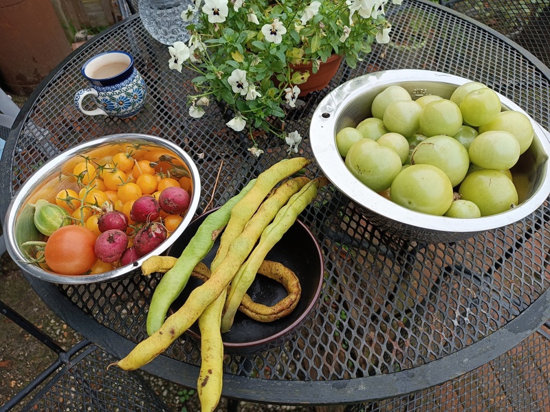 tomaten oogst tomaten oogst