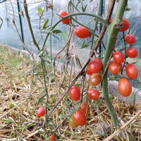 images/post/2022/nov/10/rode-mini-tomaten.jpg