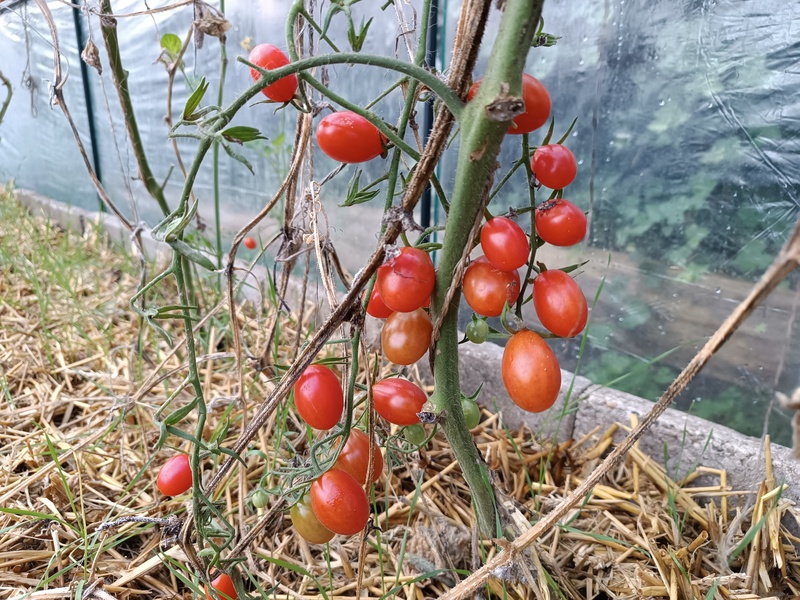 rode mini tomaten