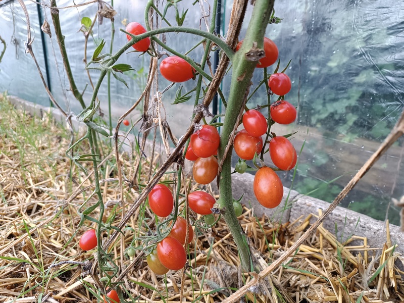 snoeptomaten rode mini tomaten
