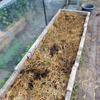 /images/post/2022/nov/10/stro-in-polytunnel.jpg