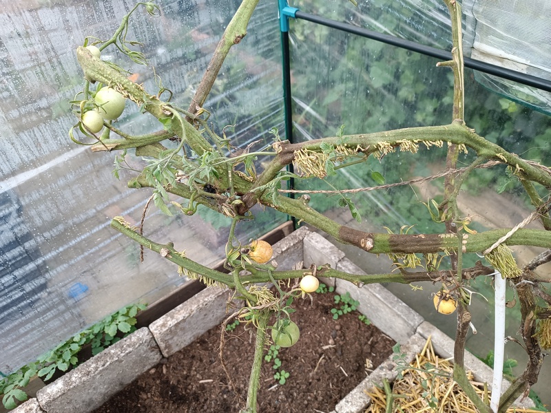 tomaten wortels aan de stengel