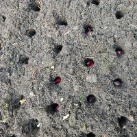 /images/post/2022/nov/12/rode-winteruien.jpg