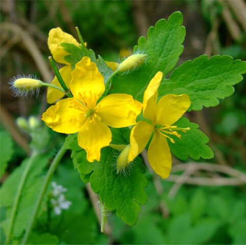 Stinkende Gouwe Wiki Stinkende Gouwe Wiki