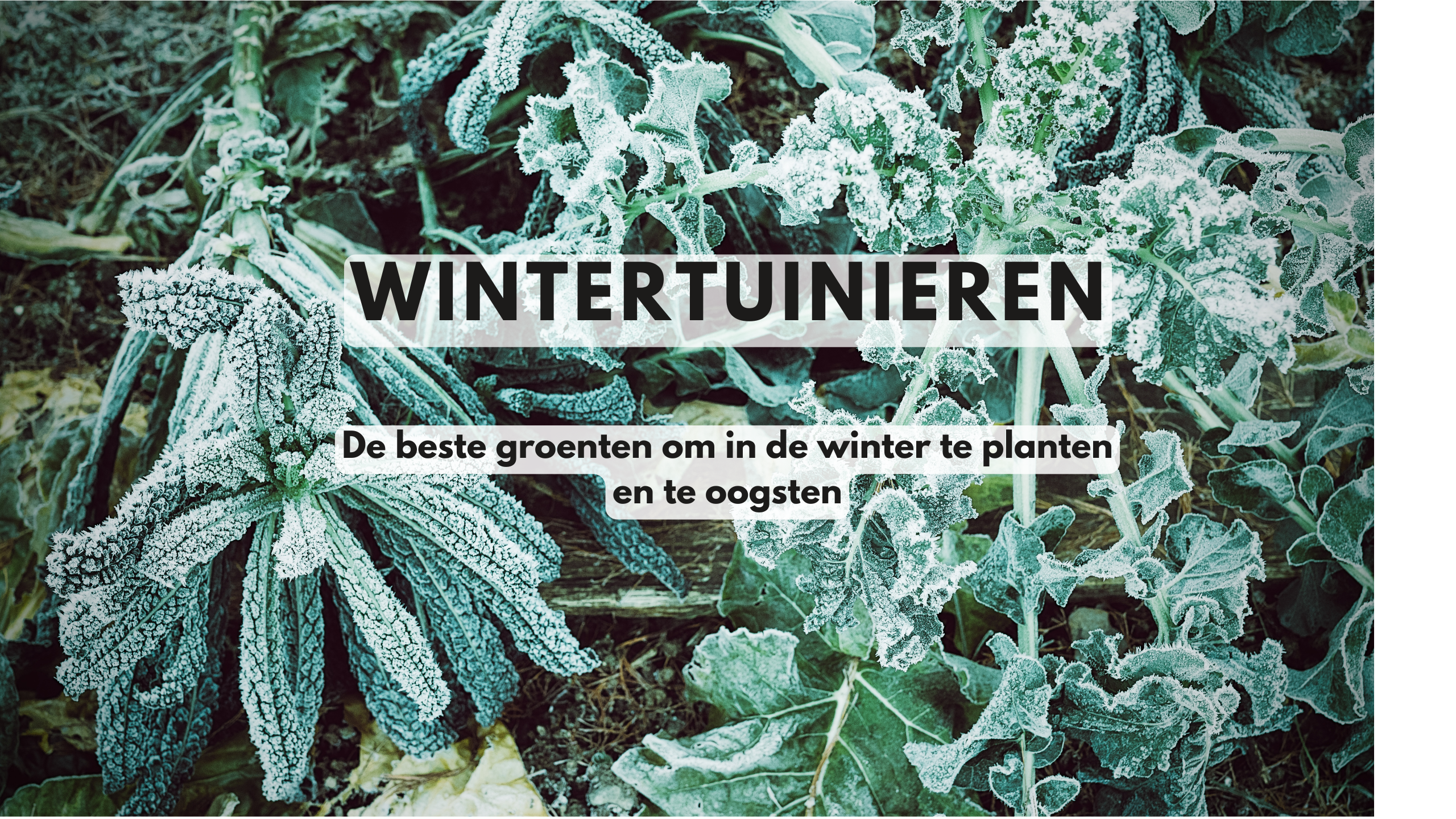 wintertuinieren