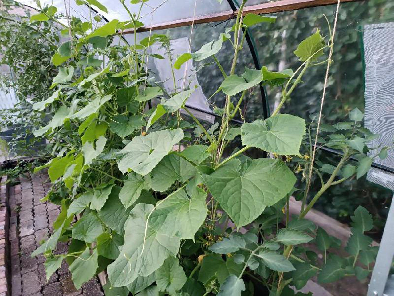 Komkommers in polytunnel