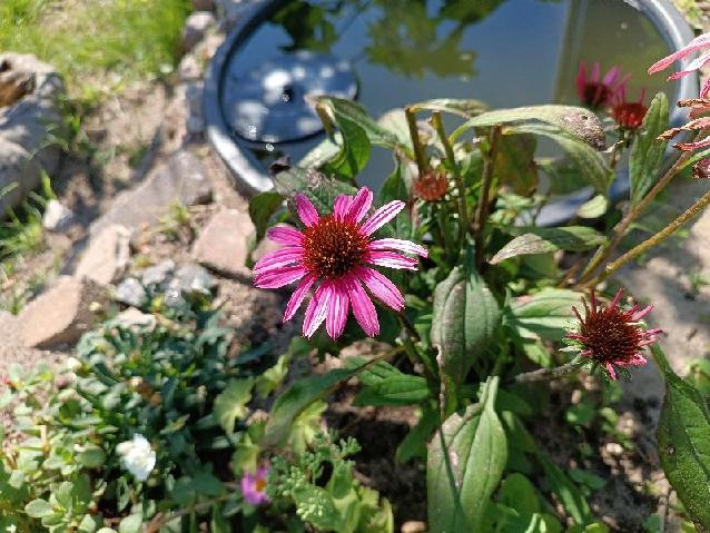 mindfulness in de tuin